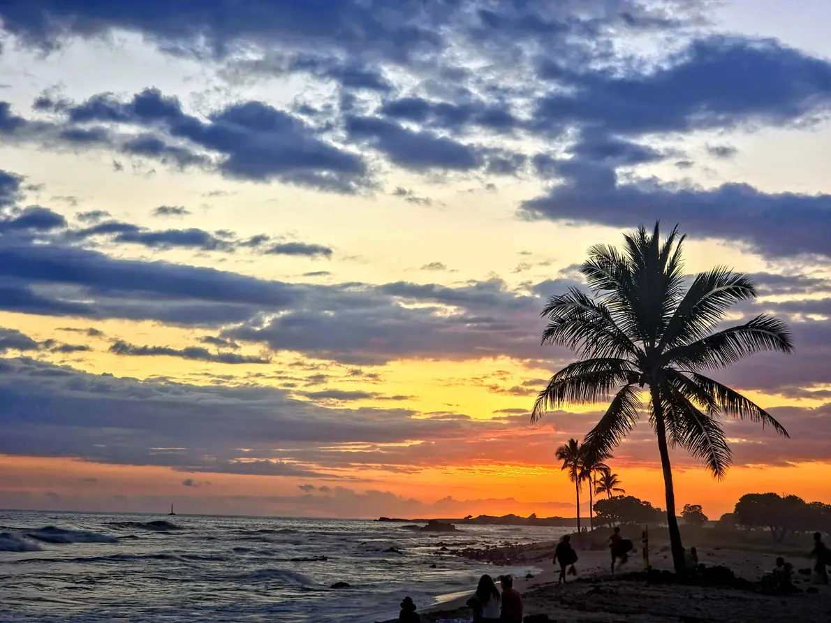 Palm tree silhouette at sunset